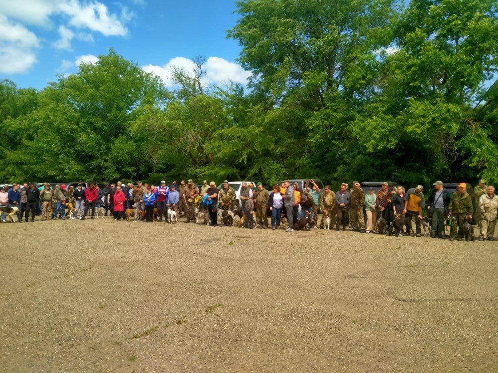 Выставка охотничьих собак пройдет на Ставрополье