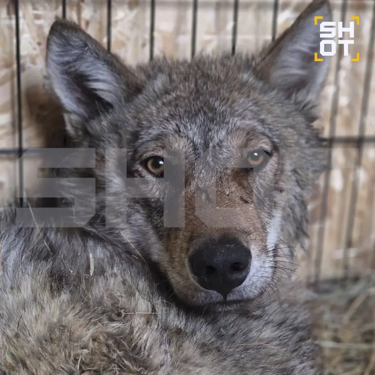 Умирающего на дороге волка спасли двое гидов из КЧР — животное привезли в Ставрополь на лечение