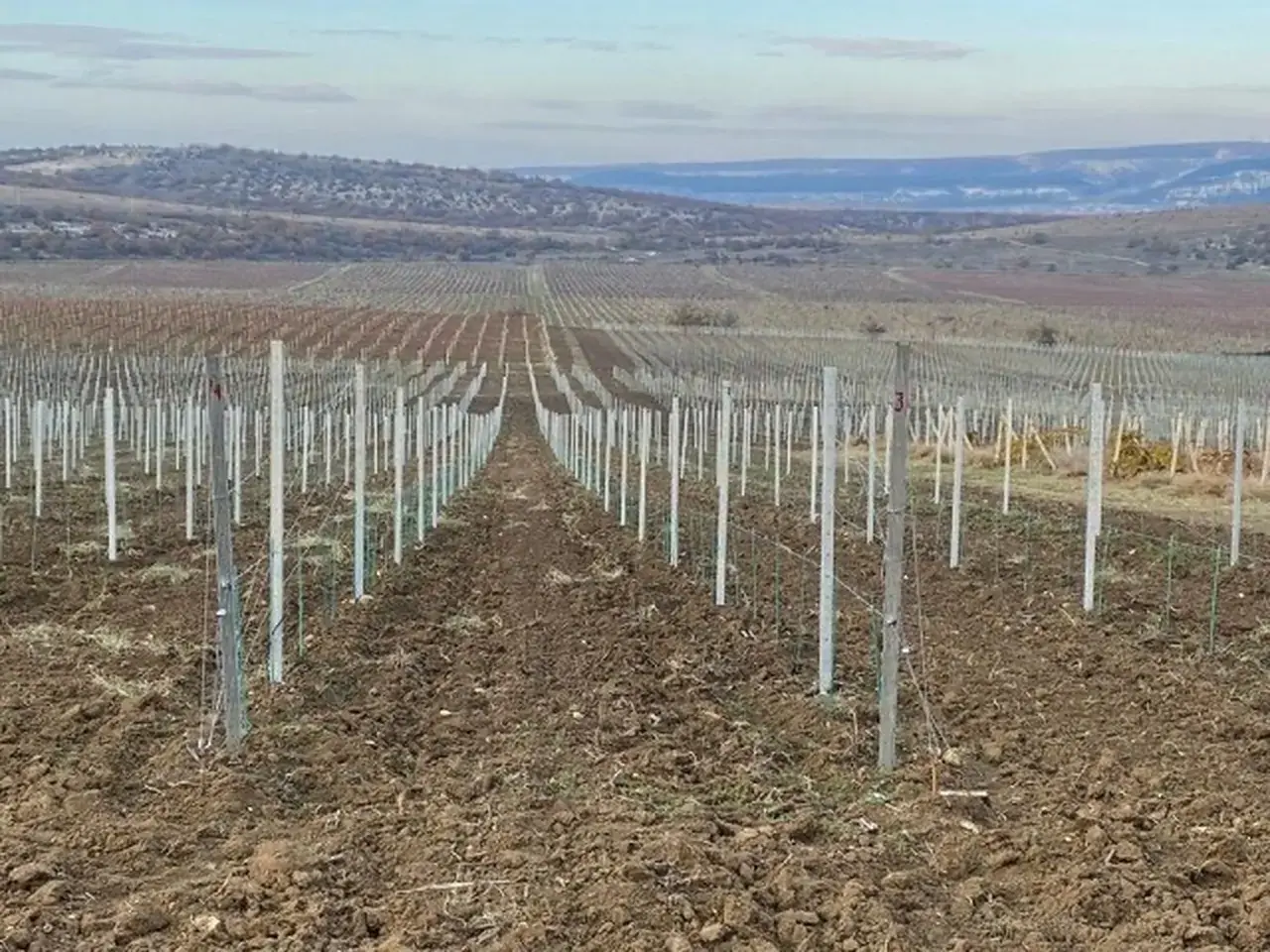 На Ставрополье заложат 16 гектаров новых виноградников