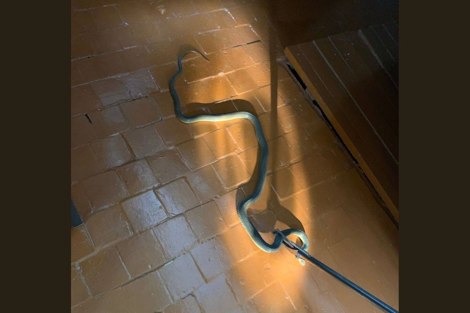 Агрессивную змею изловили спасатели в детском саду