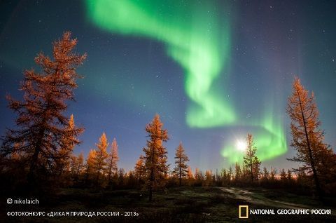 Фотовыставка «Дикая природа России – 2013» открылась в Ставрополе Фотовыставка «Дикая природа России – 2013» открылась в Ставрополе