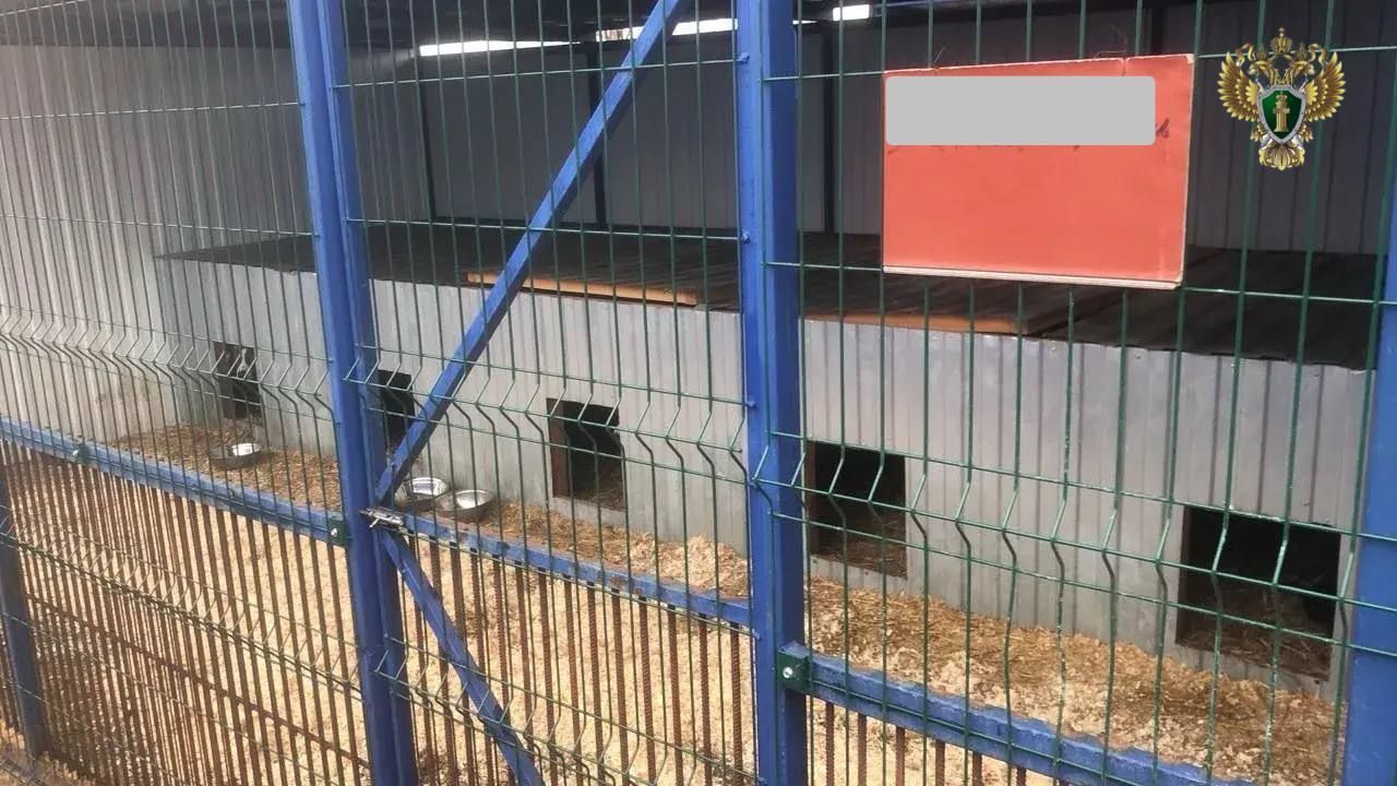 На Ставрополье директора пункта содержания животных оштрафовали за плохие условия для четвероногих