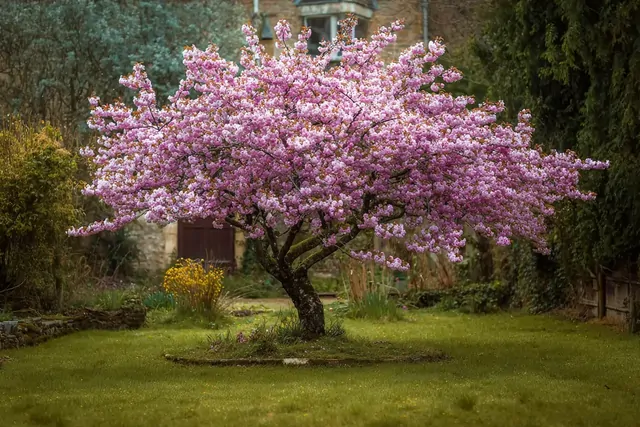 Битва за зелень: ставропольцы остановили масштабное строительство в парке Победы