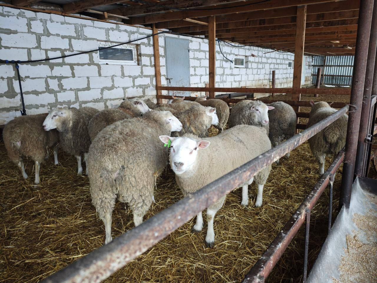 На Ставрополье направят 54 млн рублей на поддержку производства шерсти