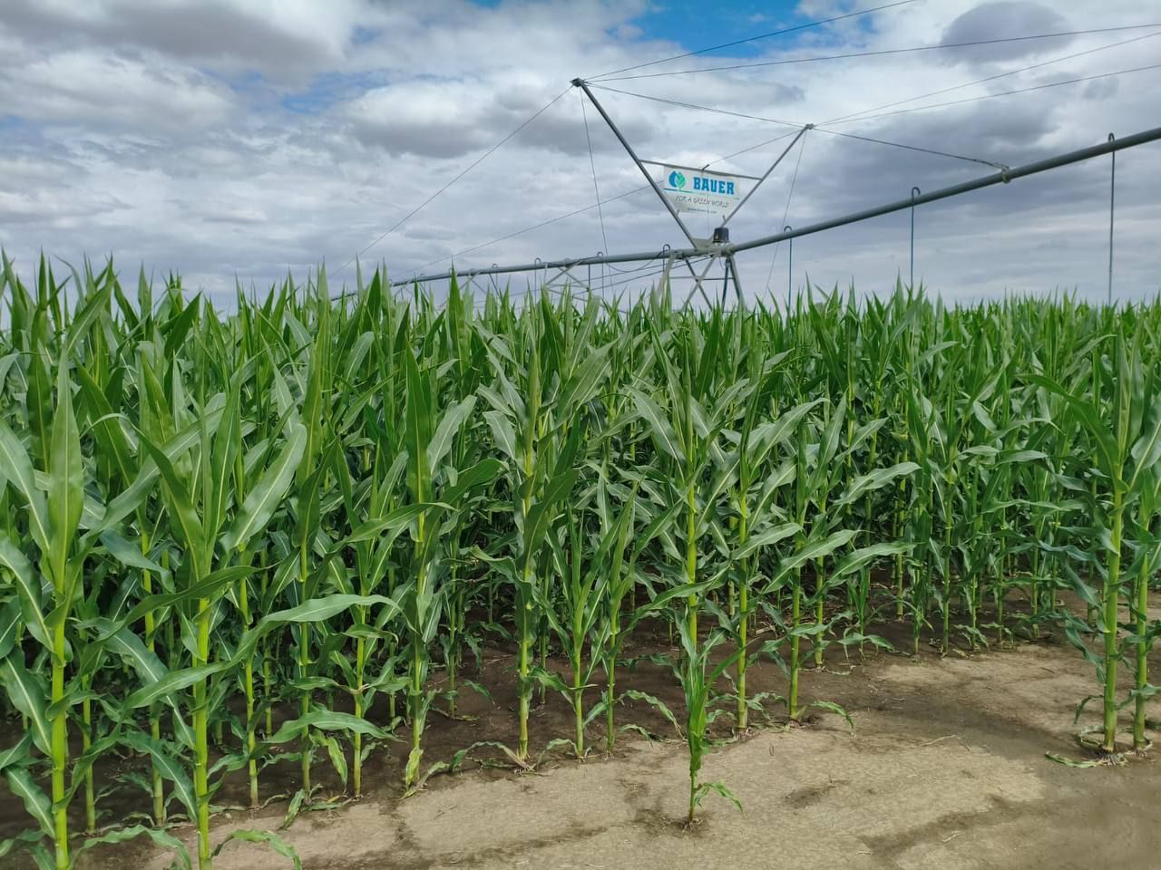 Миллиард рублей направят на развитие мелиорации на Ставрополье