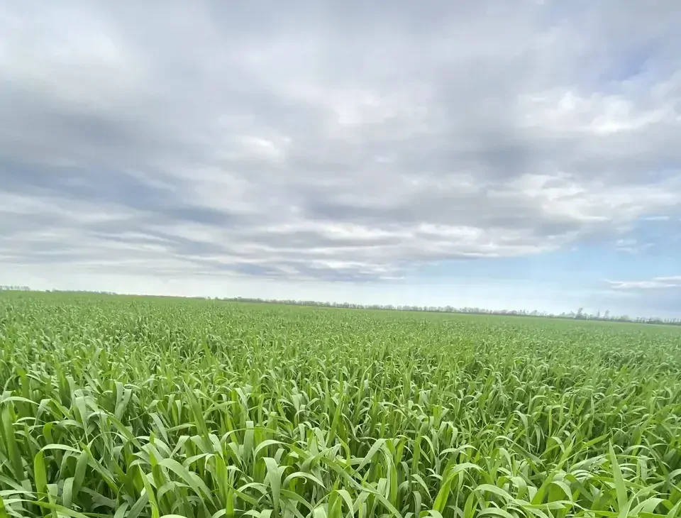 В Нефтекумском округе завершают сев яровых культур