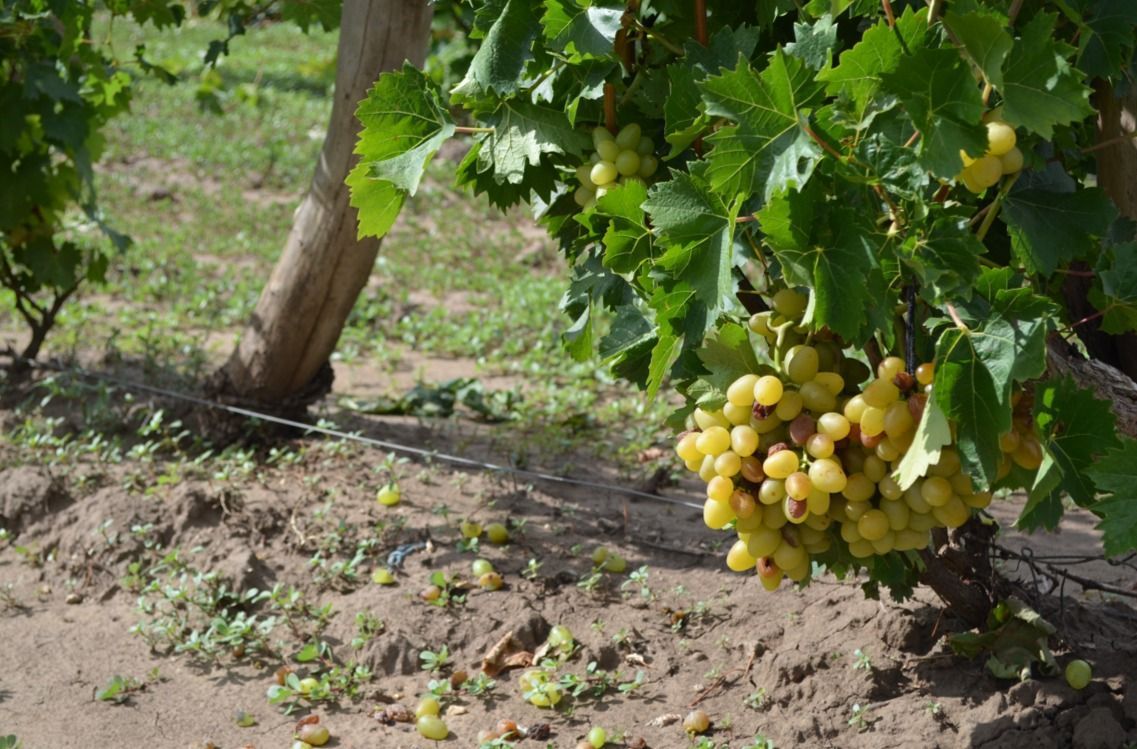 В Ставропольском крае началась уборка винограда