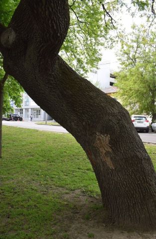 Дуб имени Льва Толстого рухнул в центре Ставрополя