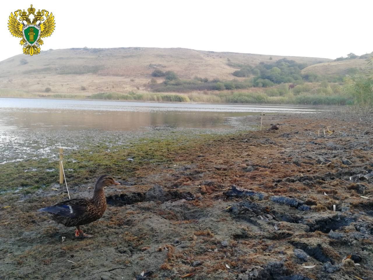 Природоохранная прокуратура пресекла незаконную выдачу охотничьих разрешений