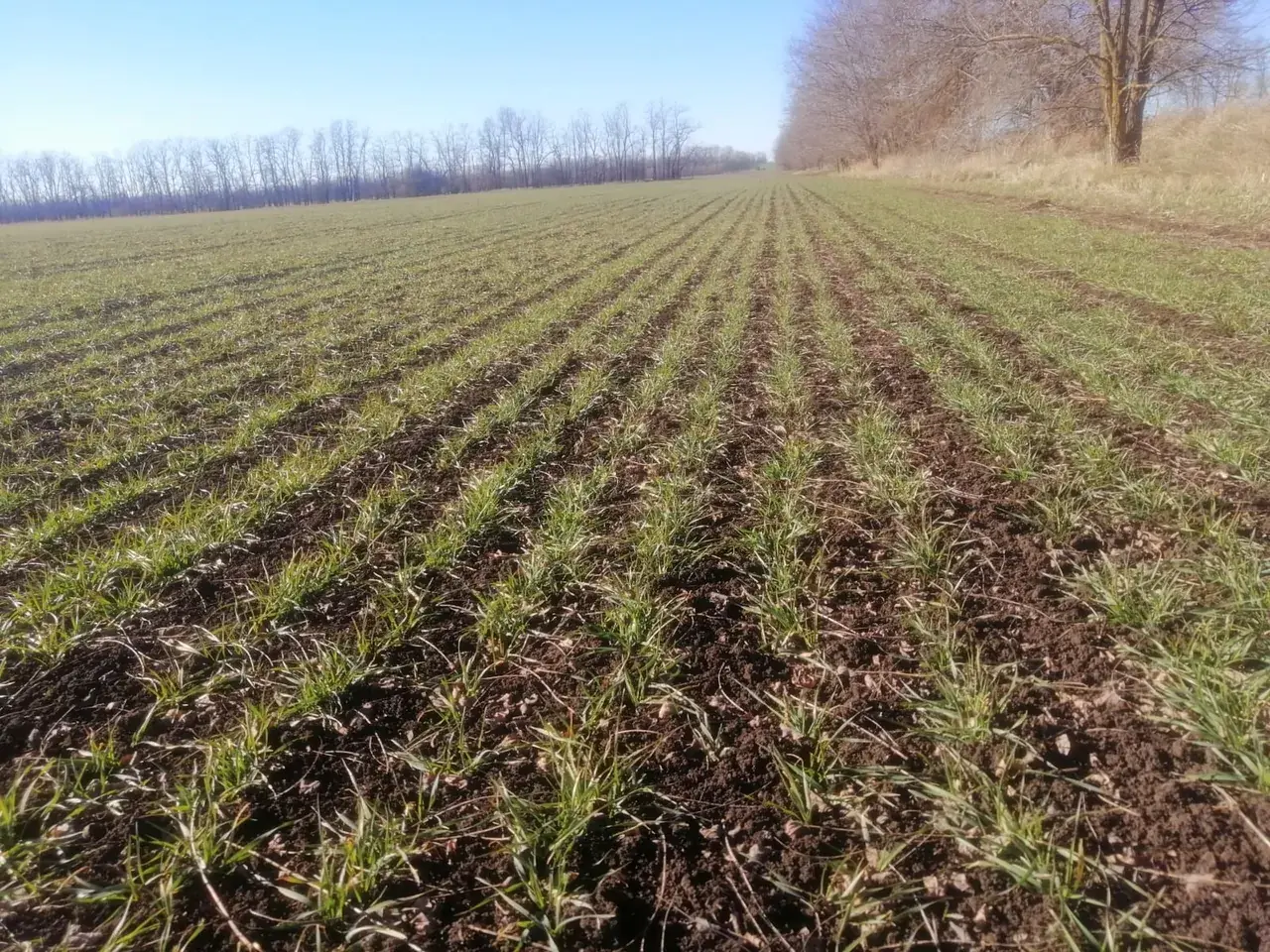 В Кочубеевском округе завершили первую подкормку озимых на 60 тысячах га