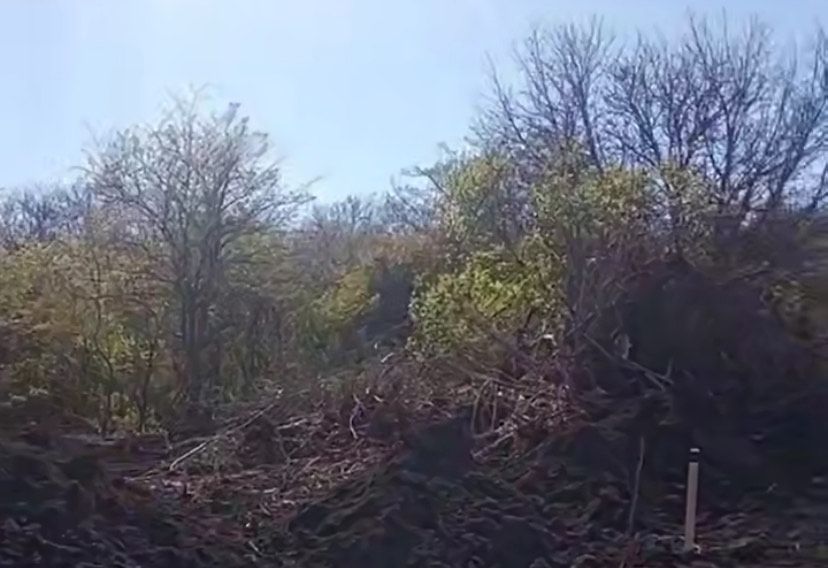 Данные о вырубке деревьев проверяют на Ставрополье