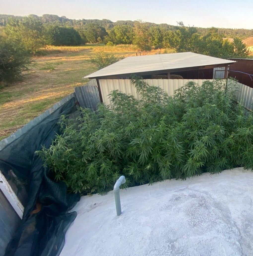 Мини-наркоплантацию нашли у жителя Ставрополья