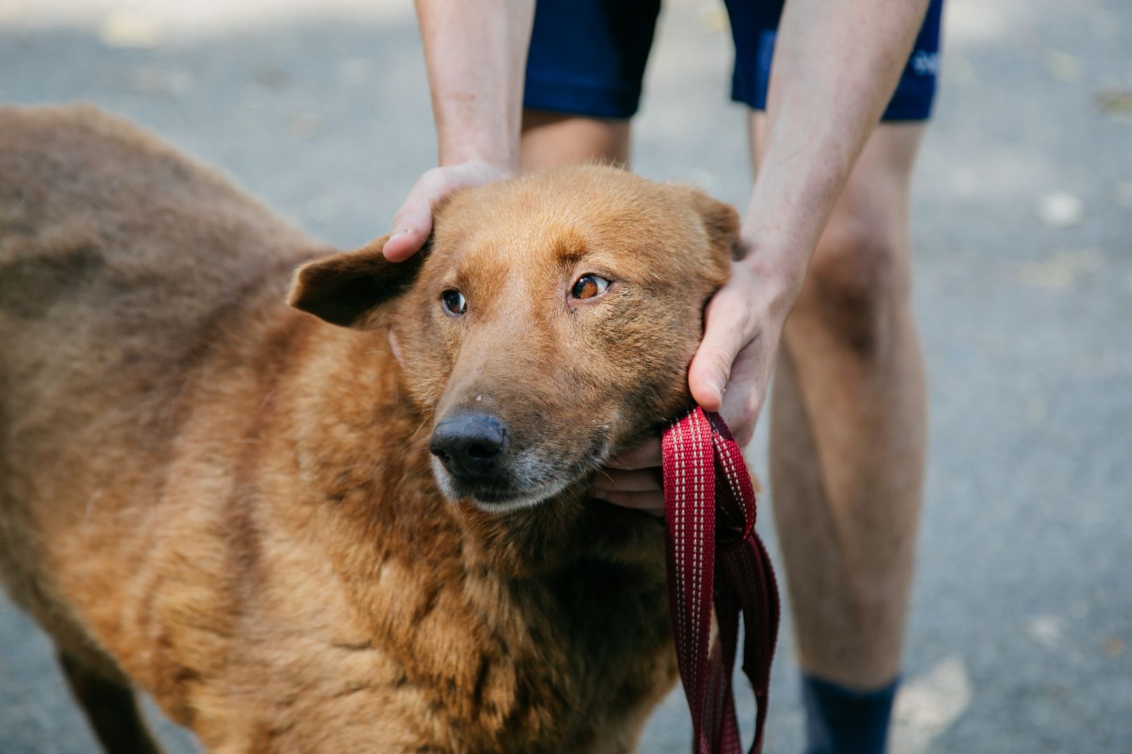 Зоофестиваль «Добрые люди»: Невинномысск станет столицей добрых дел