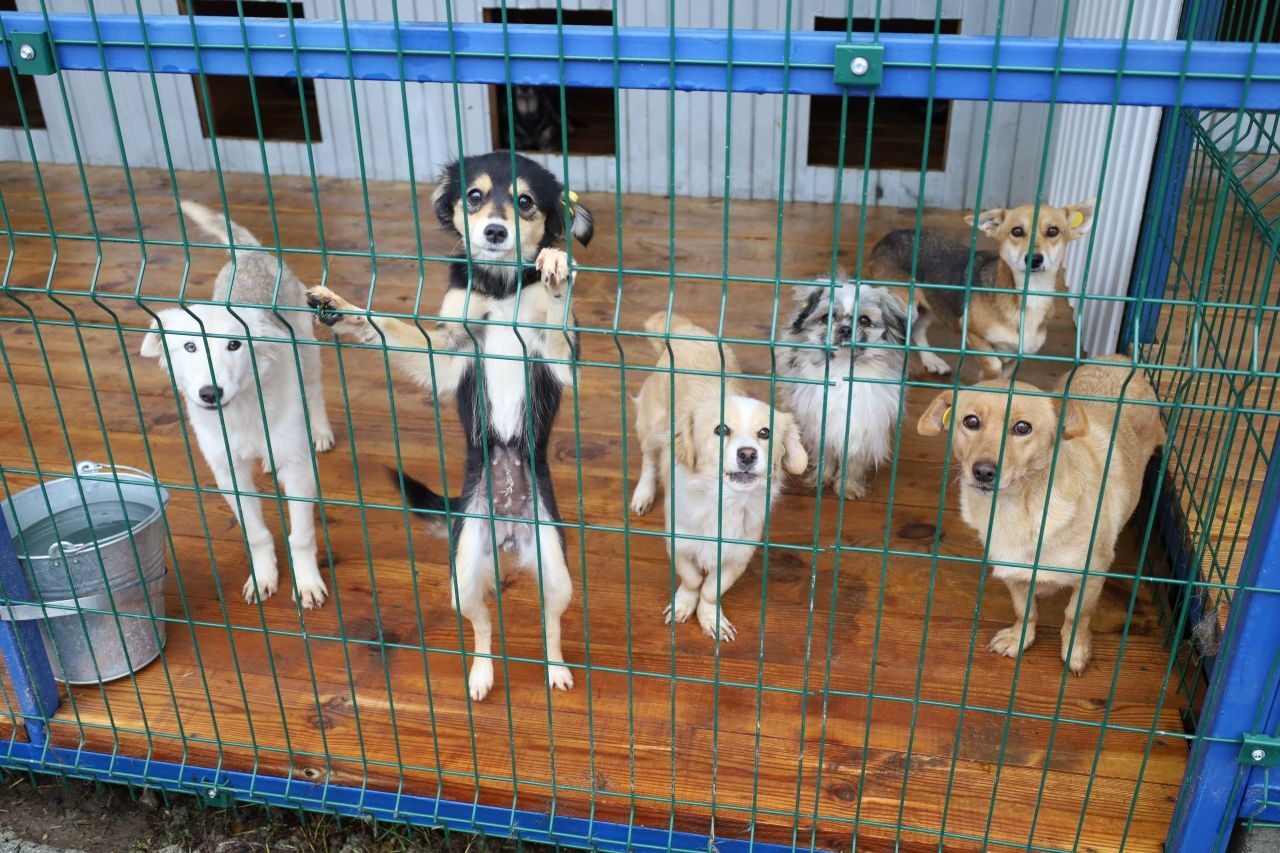 Пункты временного содержания животных теперь смогут расширять