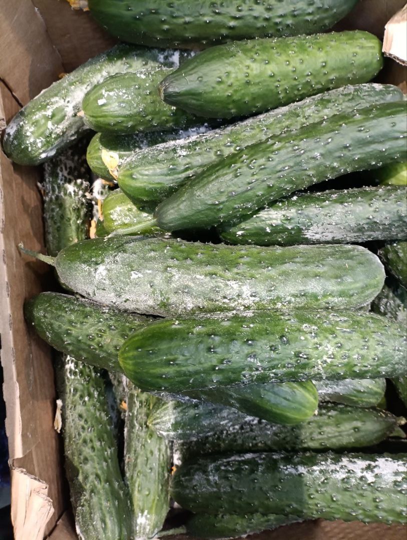 Овощи с душком: заплесневелые огурцы продают по акции в магазине Ставрополя