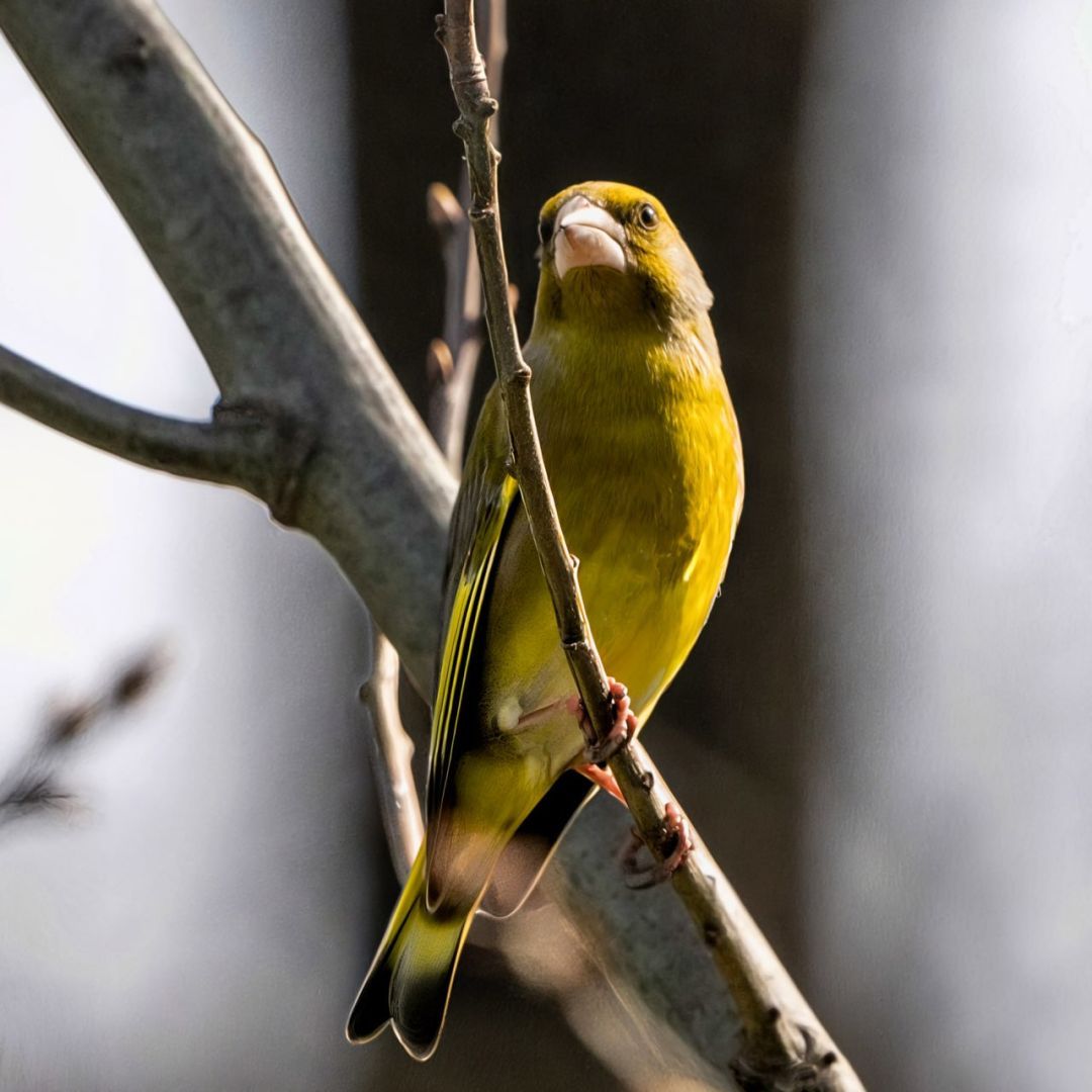 Птицы возвращаются на Ставрополье: от ранних грачей до майских стрижей