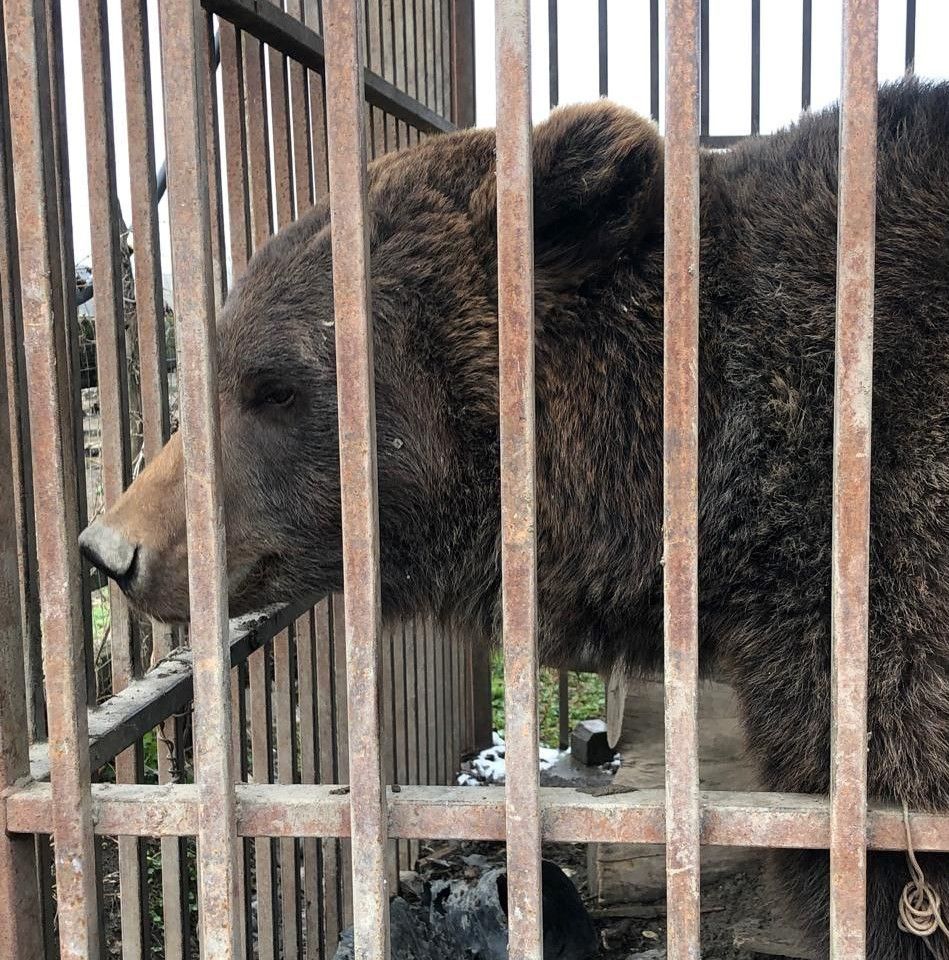 Медведицу Машу конфискуют у частного владельца на Ставрополье