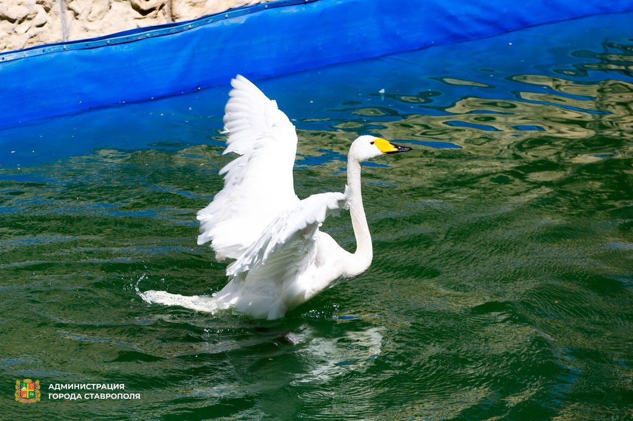 Белые лебеди вернулись в пруд Центрального парка Ставрополя