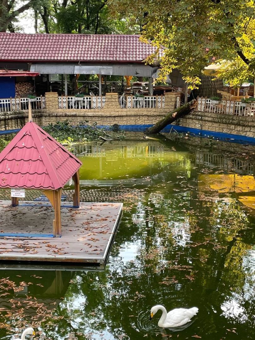 Дерево упало в пруд с лебедями в Центральном парке Ставрополя