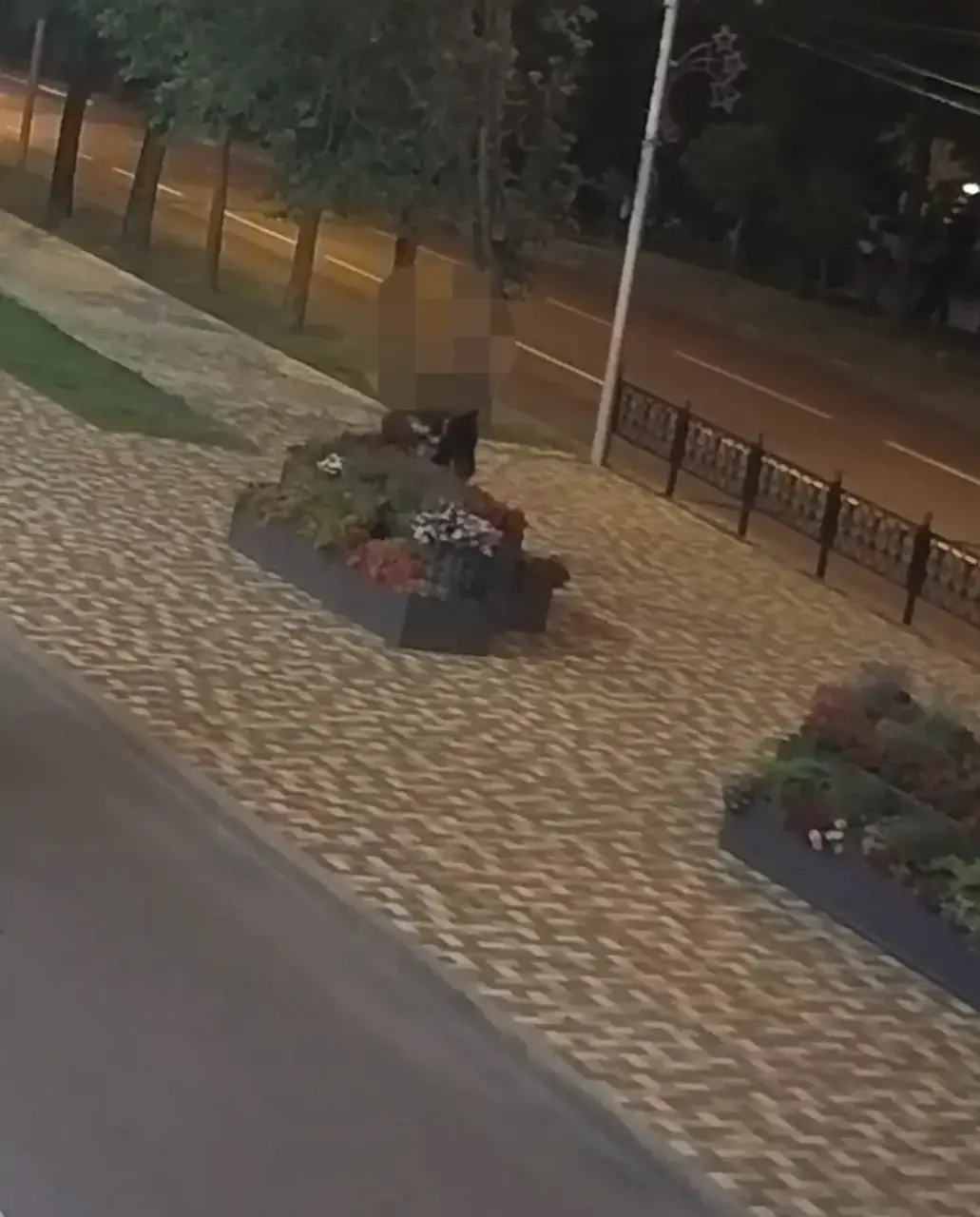 В Ставрополе задержан похититель растений с городских клумб