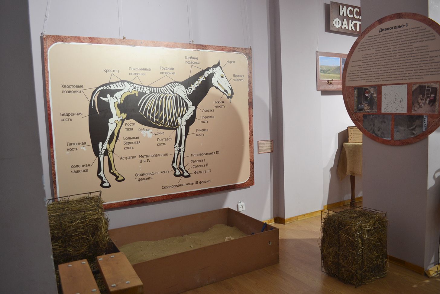 В Ставрополе откроется выставка о лошадях