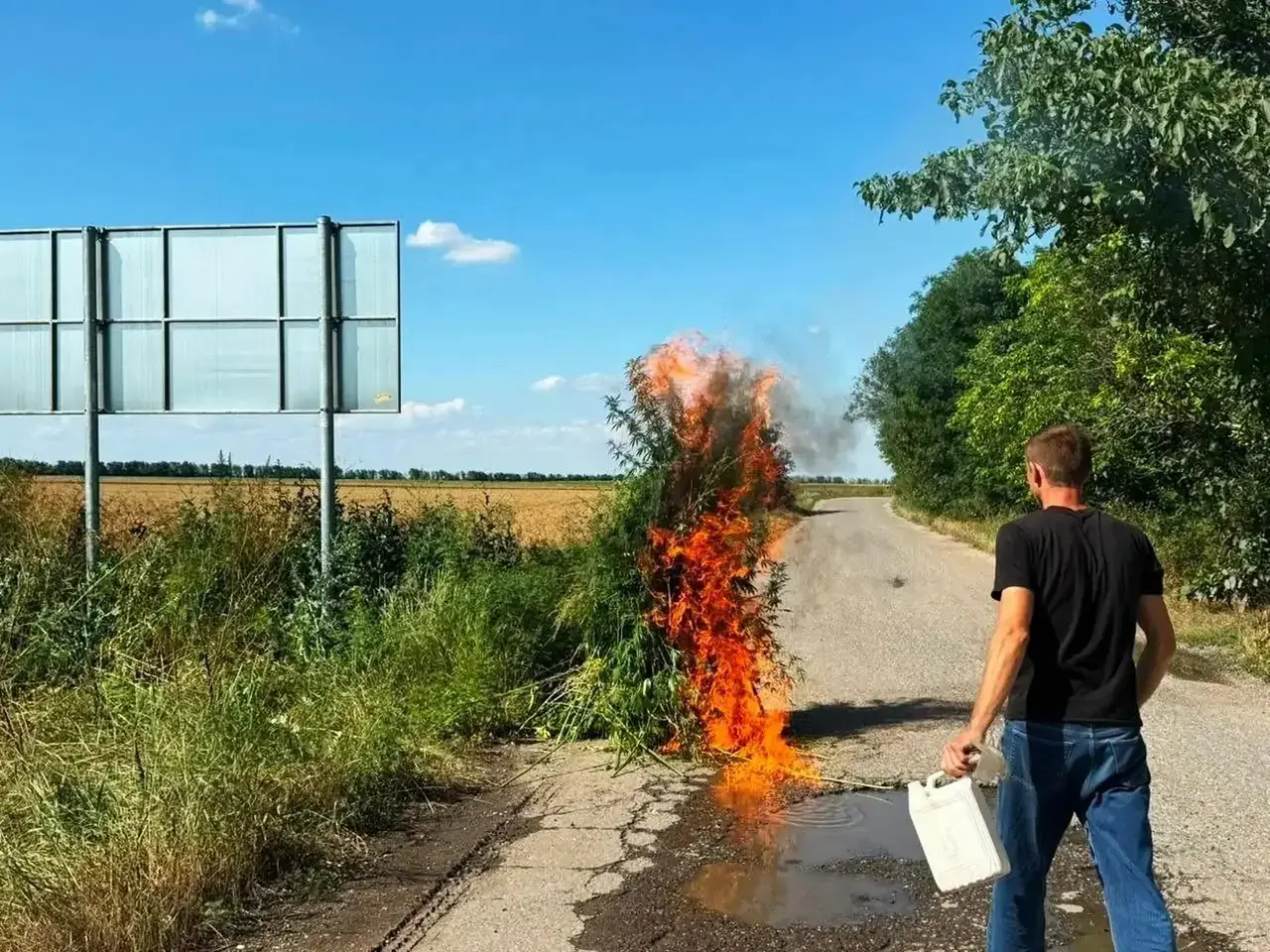 В Ставропольском крае сожгли 400 кустов конопли В Ставропольском крае сожгли 400 кустов конопли