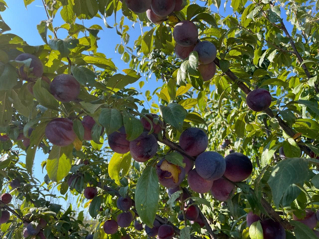 К сбору ранней сливы приступают в Предгорном округе