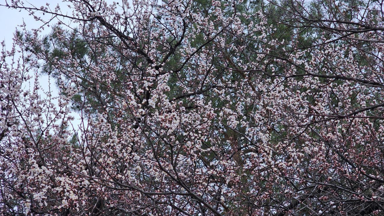 В Предгорье абрикосы зацвели раньше срока