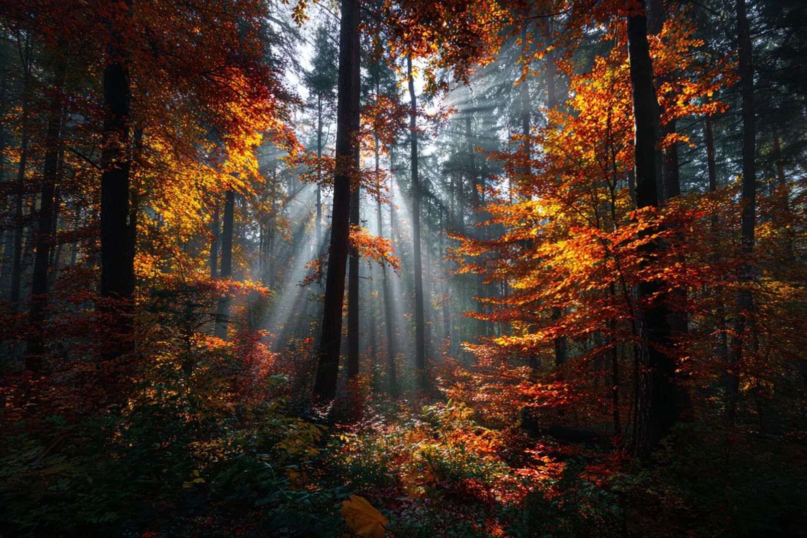 В зеленом поясе Ставрополя насчитывается 4 тысячи гектаров лесов