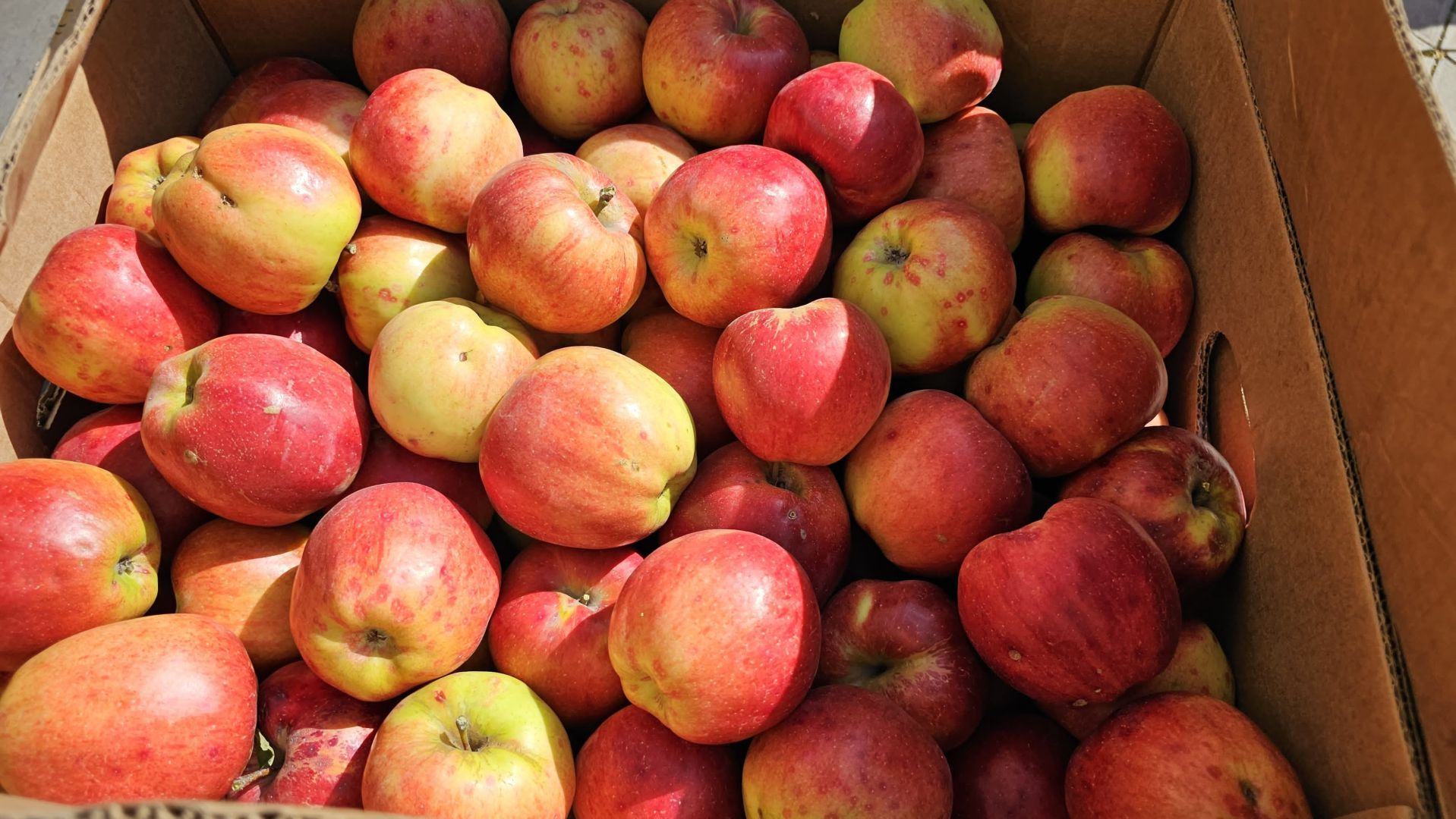 Ставропольские яблоки доставили военным в зону СВО