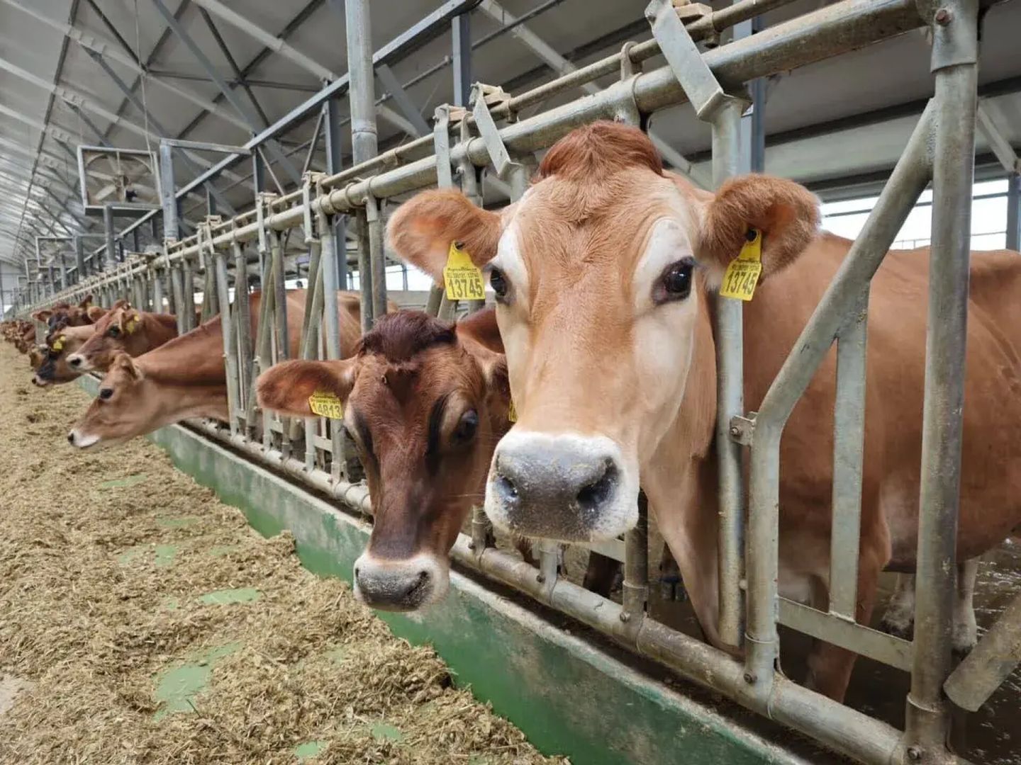 Ставропольские аграрии получили 6,7 млрд рублей господдержки в 2025 году