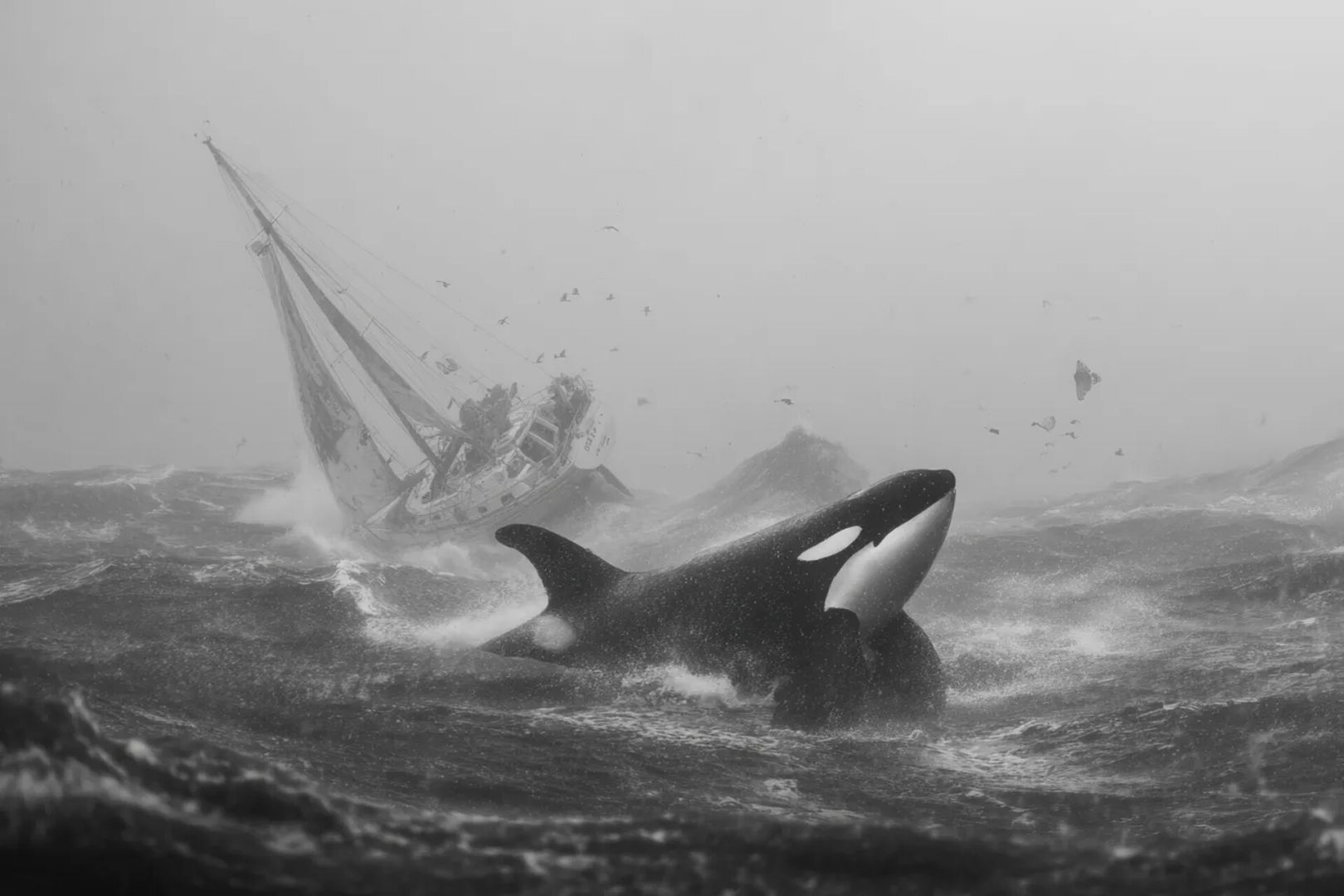 Стая касаток топит яхты и общается на языке, которого не знает никто