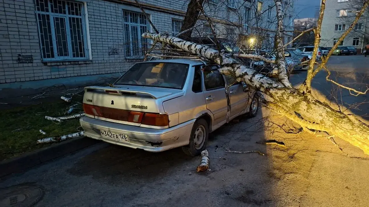 Деревопад произошел в Ставрополе