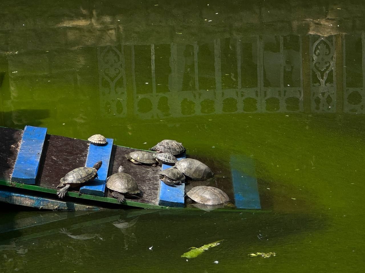 Ставропольский эксперт сообщил об угрозе экосистеме курортов Кавминвод от красноухих черепах