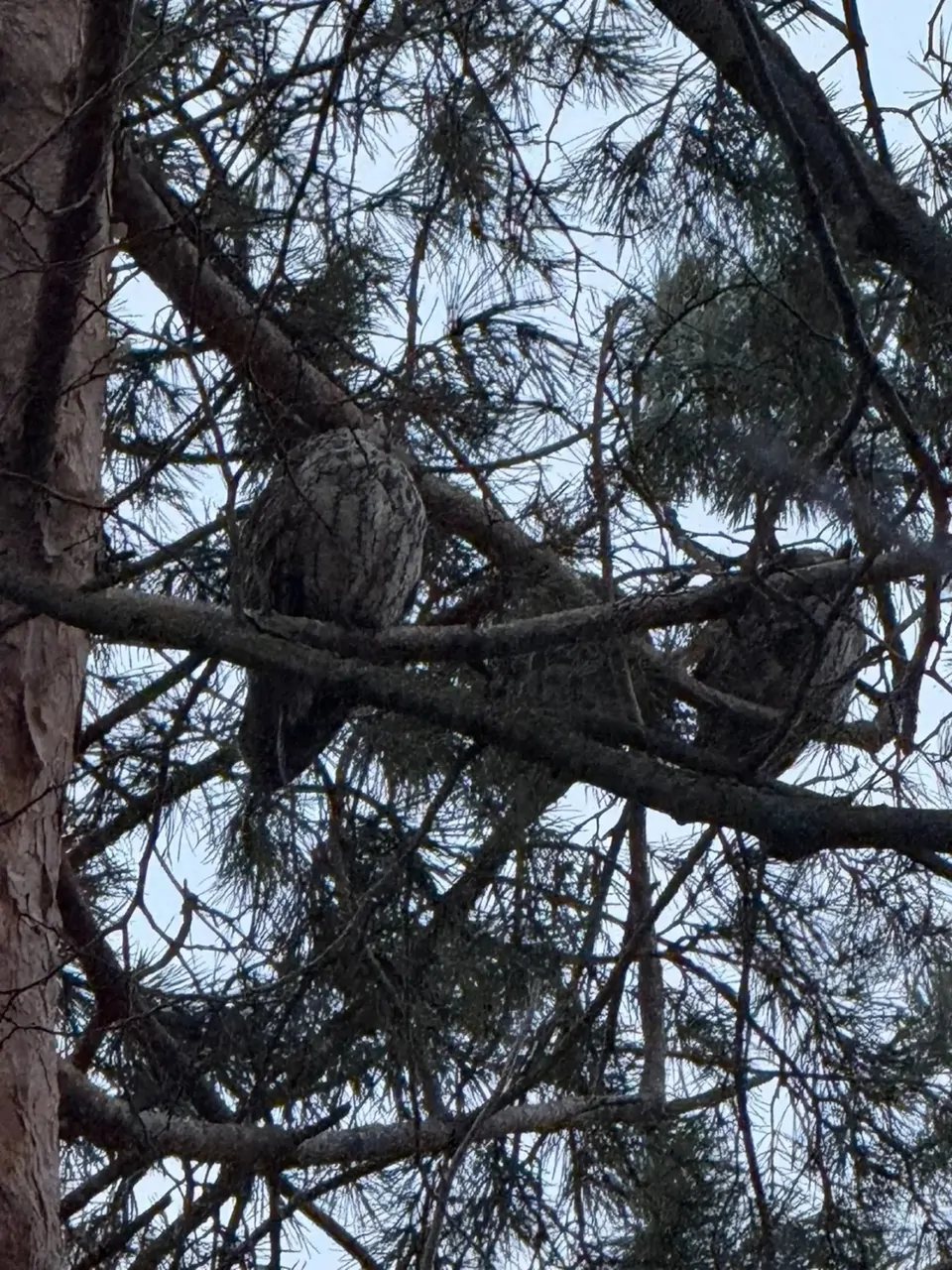Совы активно обустраивают гнёзда в Железноводске