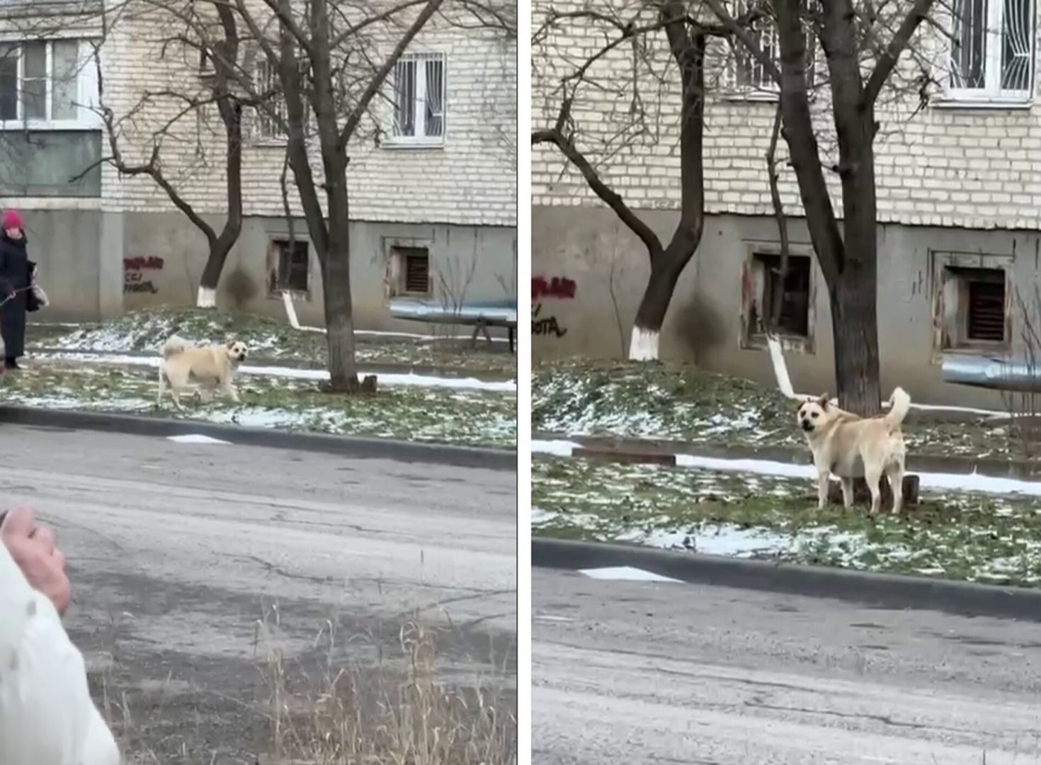 Бездомная собака укусила женщину в Минеральных Водах