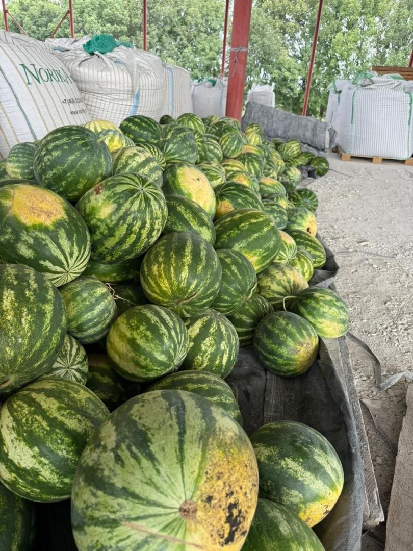 Фермер из Предгорного округа собрал первые 2 тонны арбузов
