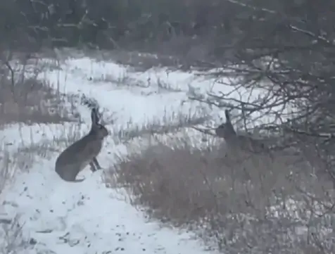 Зайцы попали в фотоловушку в лесах Ставрополья