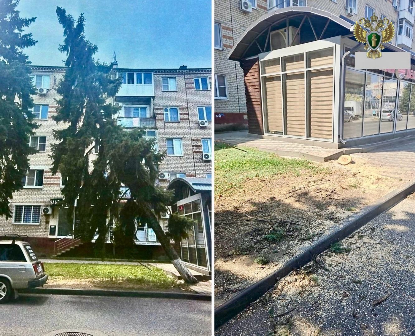 В Минводах спилили «пизанскую» ель