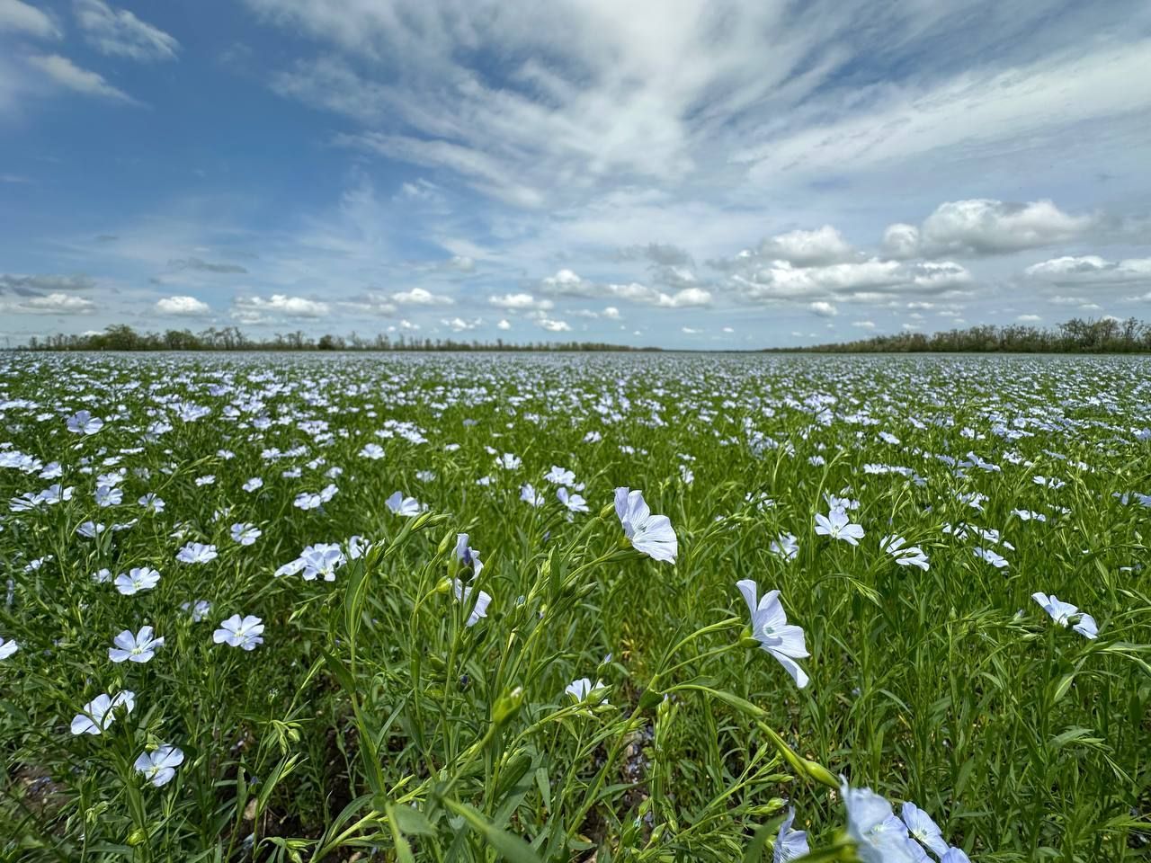 В СКФУ предложили способы защиты посевов от предстоящей июньской засухи