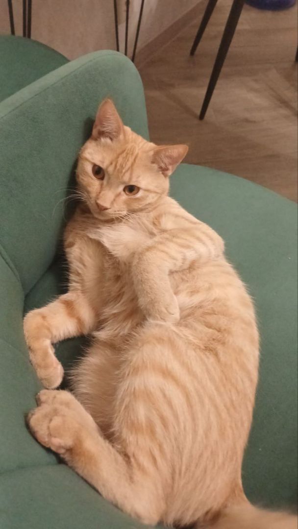 В Ставрополе пропал рыжий кот по кличке Марсик