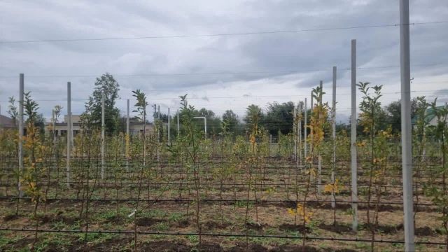 На Ставрополье выделили 31 млн рублей на создание школьных садов