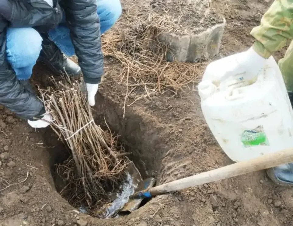 В Ставропольском крае этой весной высадят 34 гектара деревьев