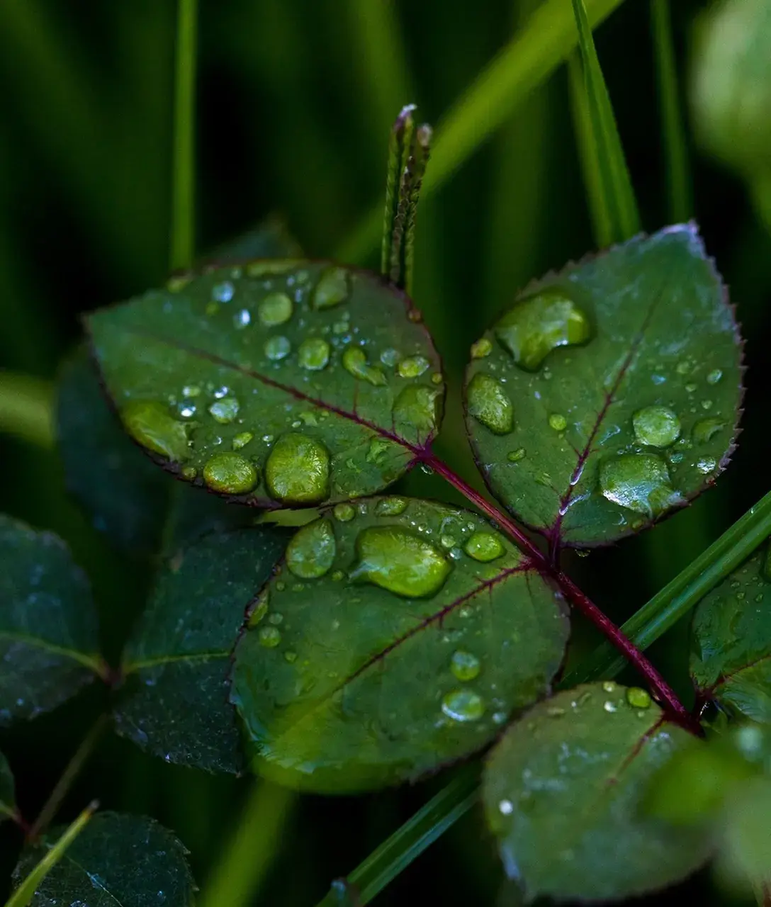 С дождя начнется новая рабочая неделя на Ставрополье