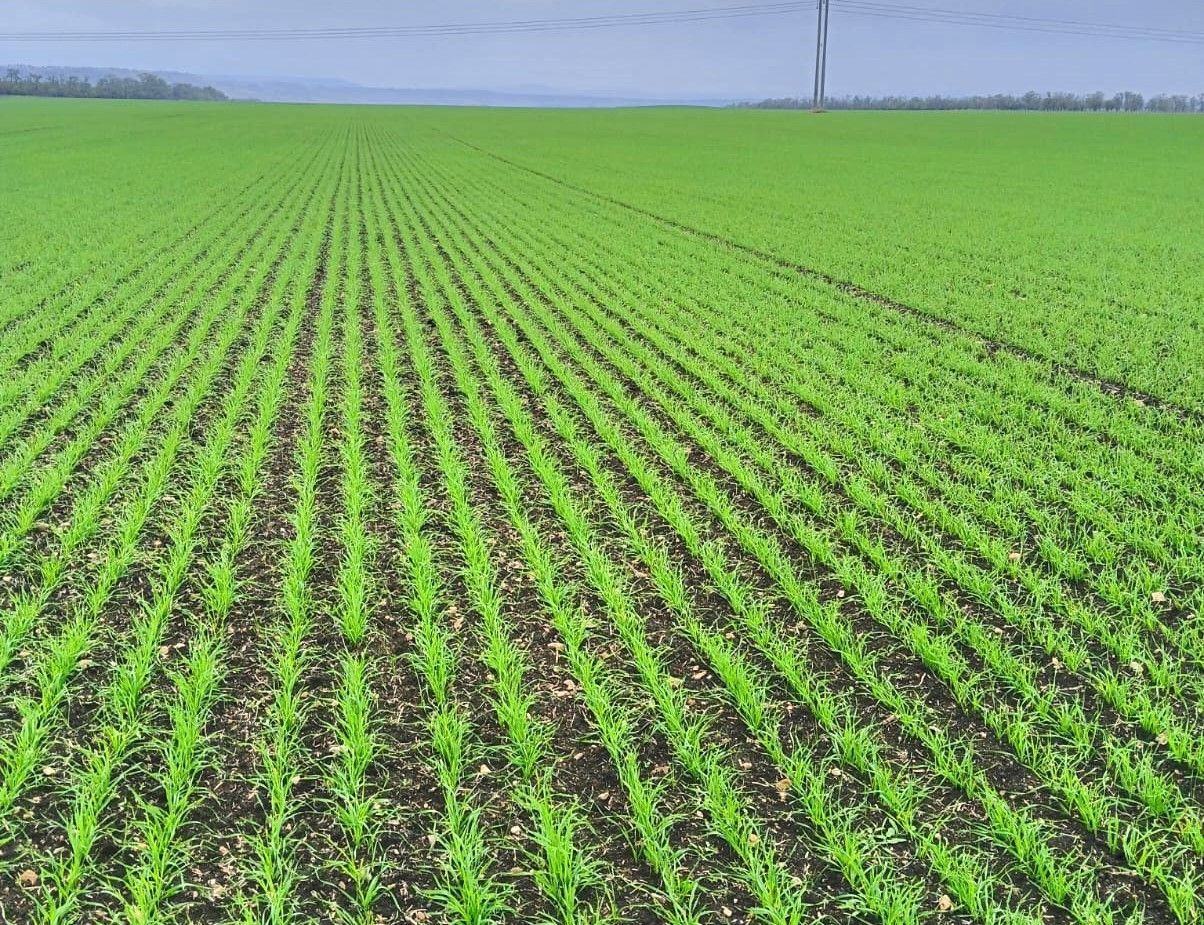 Аграрии Ставрополья получили более 270 млн рублей субсидий на агрострахование озимых