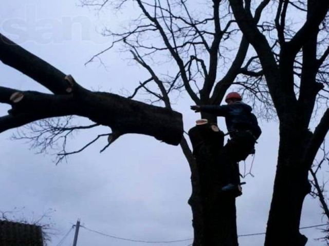 В Ставрополе массово заменяют старые и больные деревья В Ставрополе массово заменяют старые и больные деревья