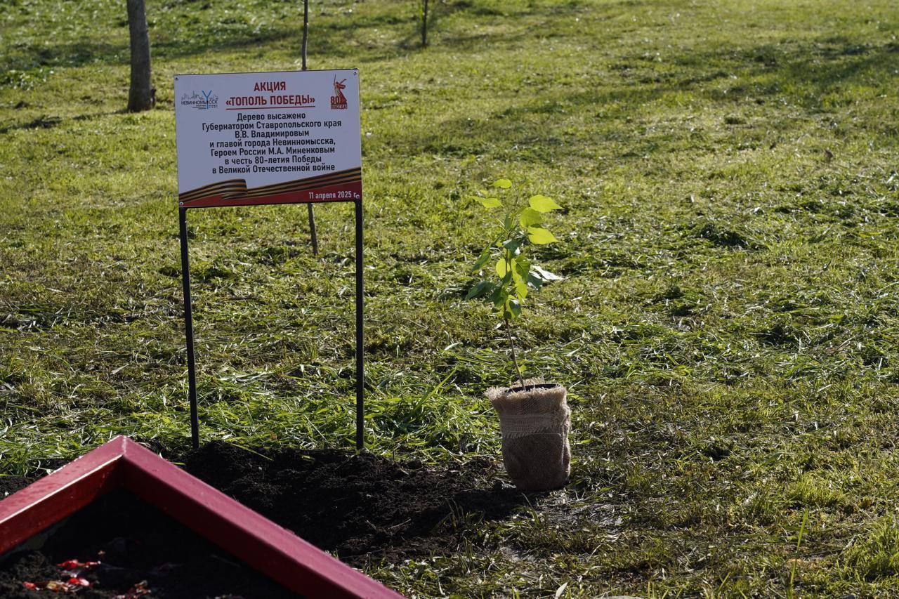Саженец тополя Победы высадили на Ставрополье