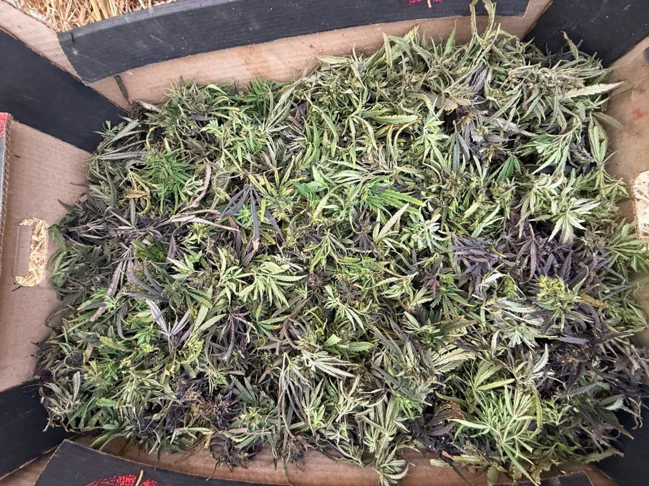 Более 200 граммов марихуаны изъяли у жителя Ставрополья