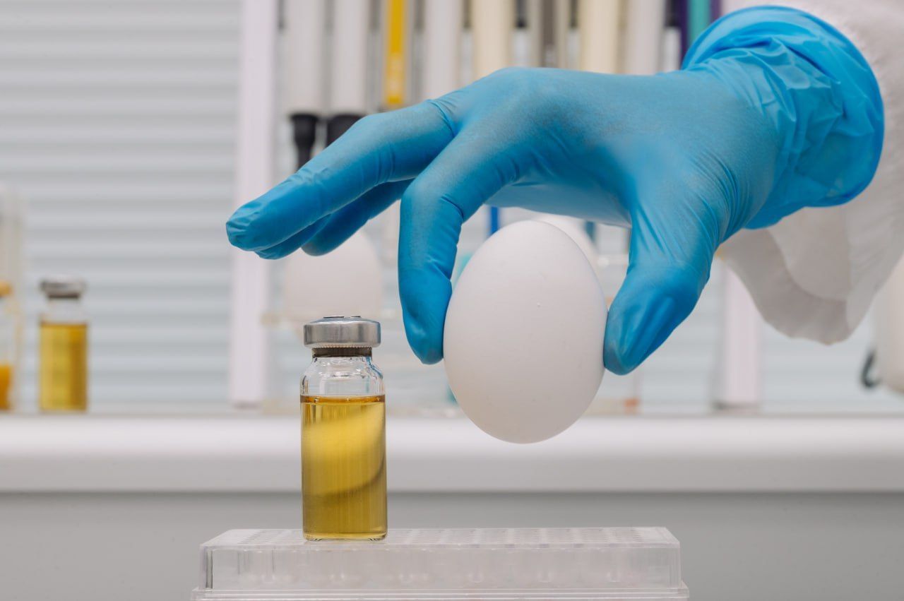 На Ставрополье придумали ранозаживляющее средство из куриных эмбрионов