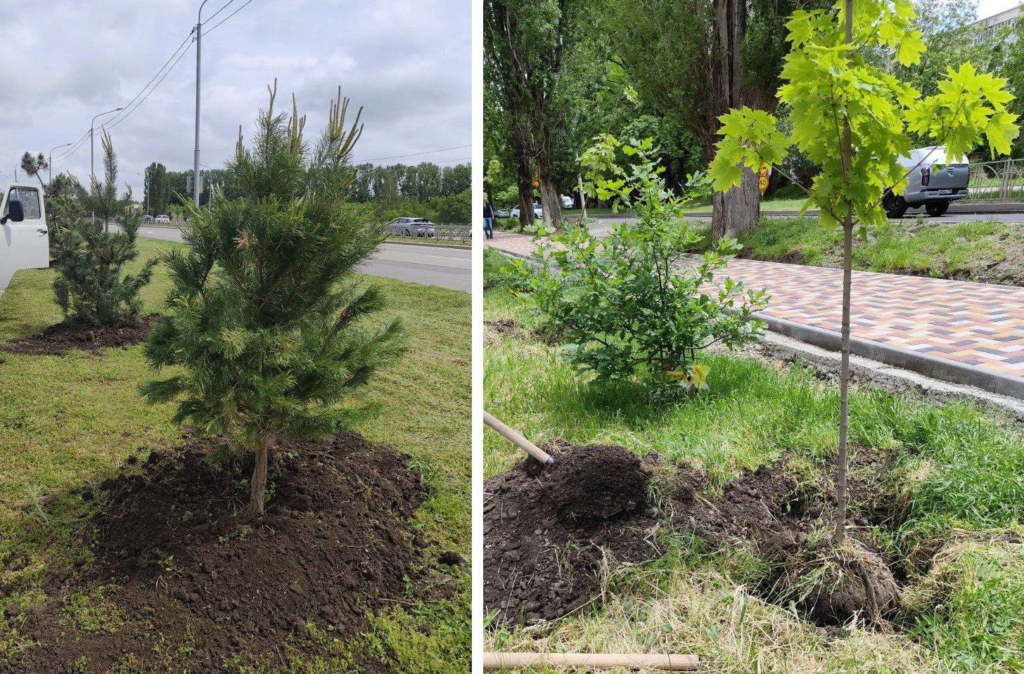 Молодые клены и сосны высадили в Ставрополе